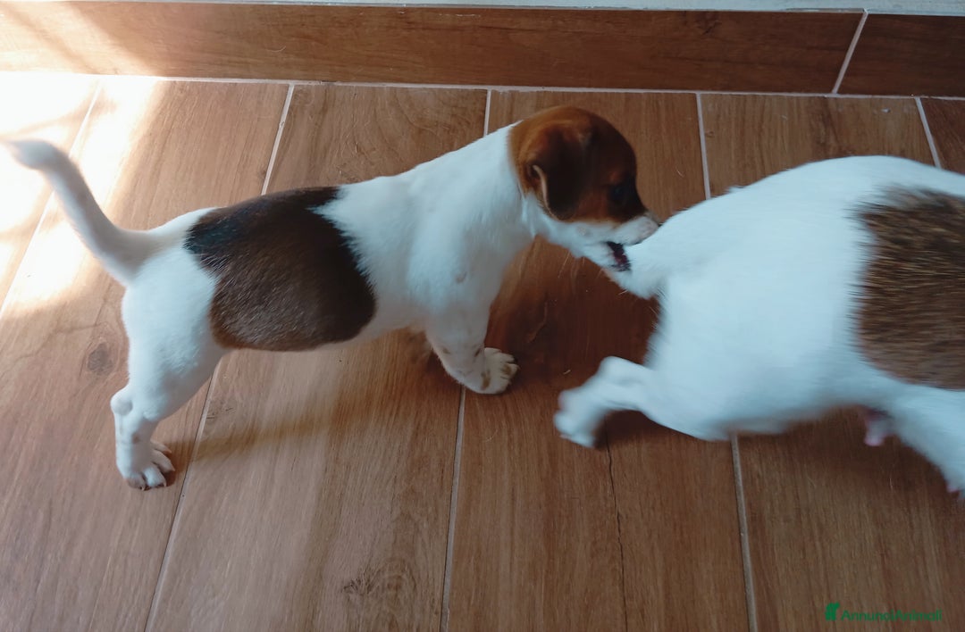 Jack Russell cani in vendita: Jack Russell Terrier maschi a Provincia di Ravenna - Immagine 4