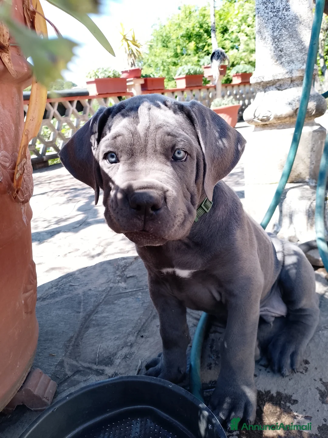 Cane Corso cani in vendita: Cuccioli di cane corso - Annuncio 2