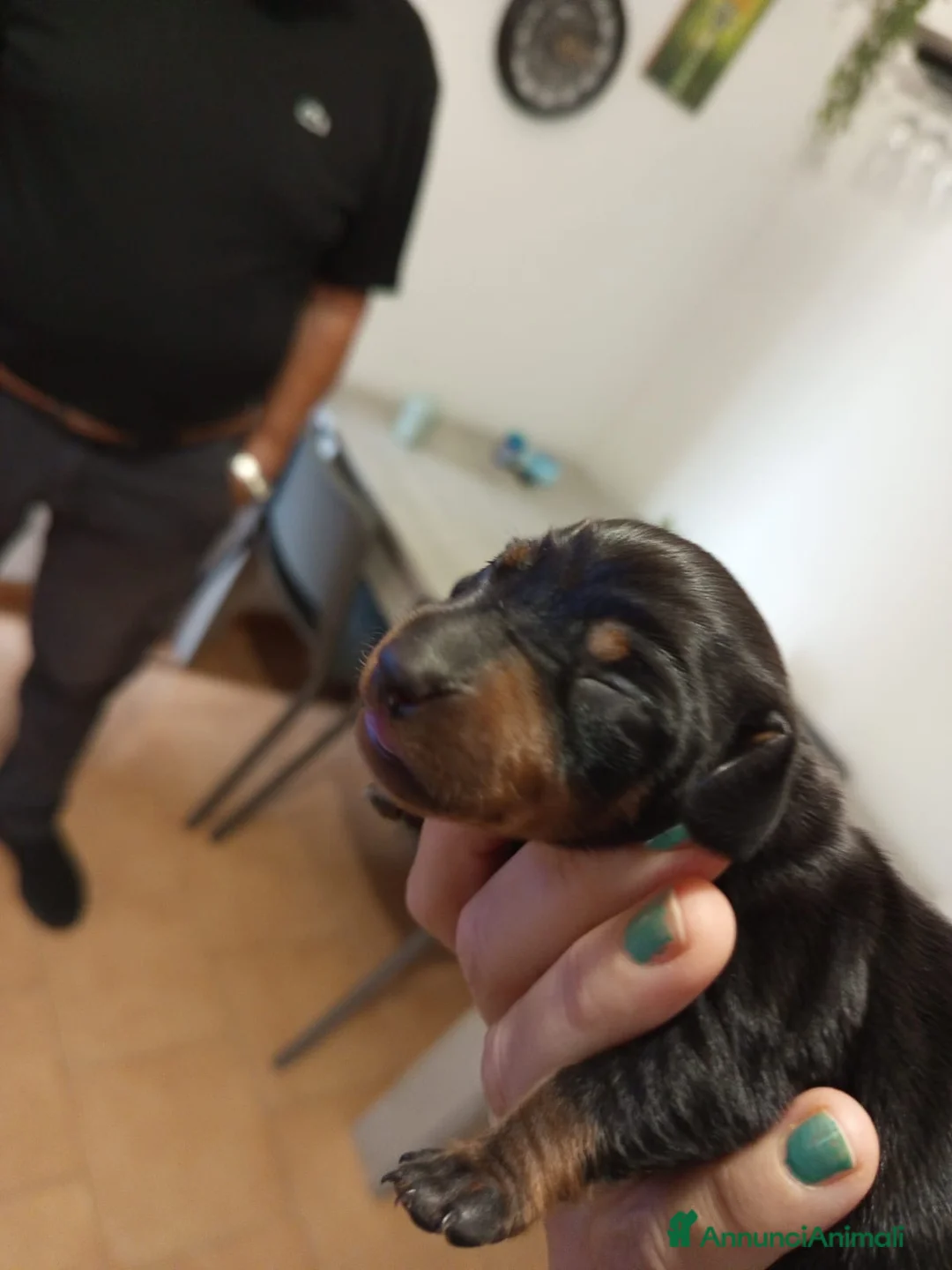 Bassotto Nano cani in vendita: Vendo cucciolo di bassotto nano - Annuncio 2