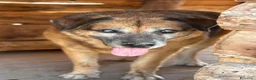 Meticcio cani in regalo: Roano - Annuncio 1