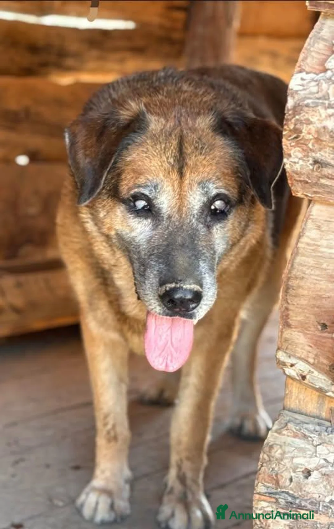 Meticcio cani in regalo: Roano - Annuncio 1