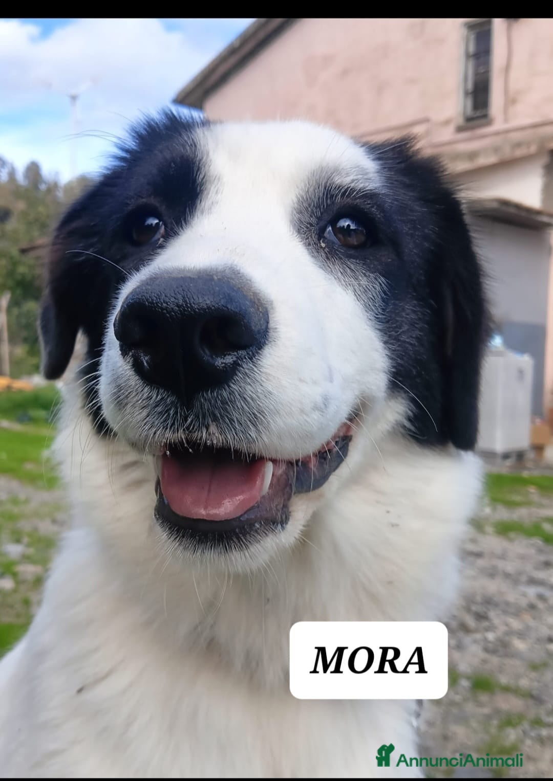 Meticcio cani in regalo: Mora bella tranquilla dolcissima - Annuncio 5
