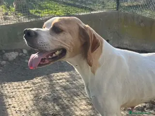 Pointer cani AMANDA 5 anni pointer dolcissima - Annuncio 15