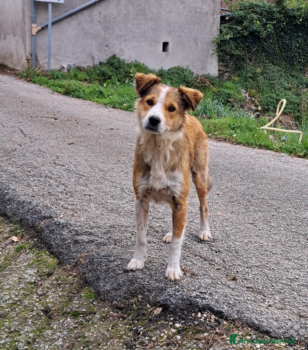 Meticcio cani in regalo: DAISY, cagnolina super serena e buona cerca casa - Annuncio 4