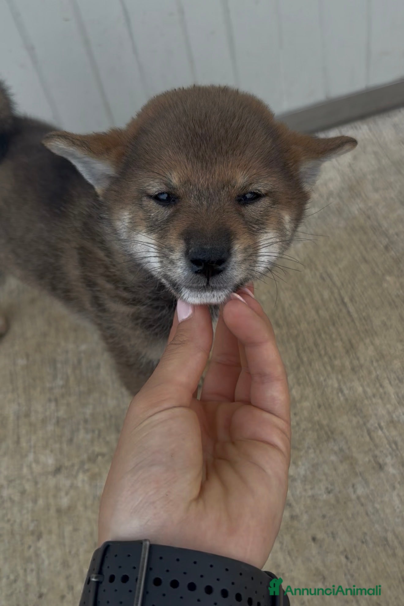 Shiba Inu cani in vendita: Cuccioli di Shiba Inu sesamo con pedigree Enci  - Annuncio 3