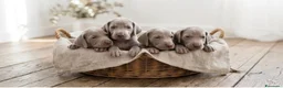 Weimaraner cani in vendita: Cuccioli weimaraner pubblicita’ segugio - Annuncio 3