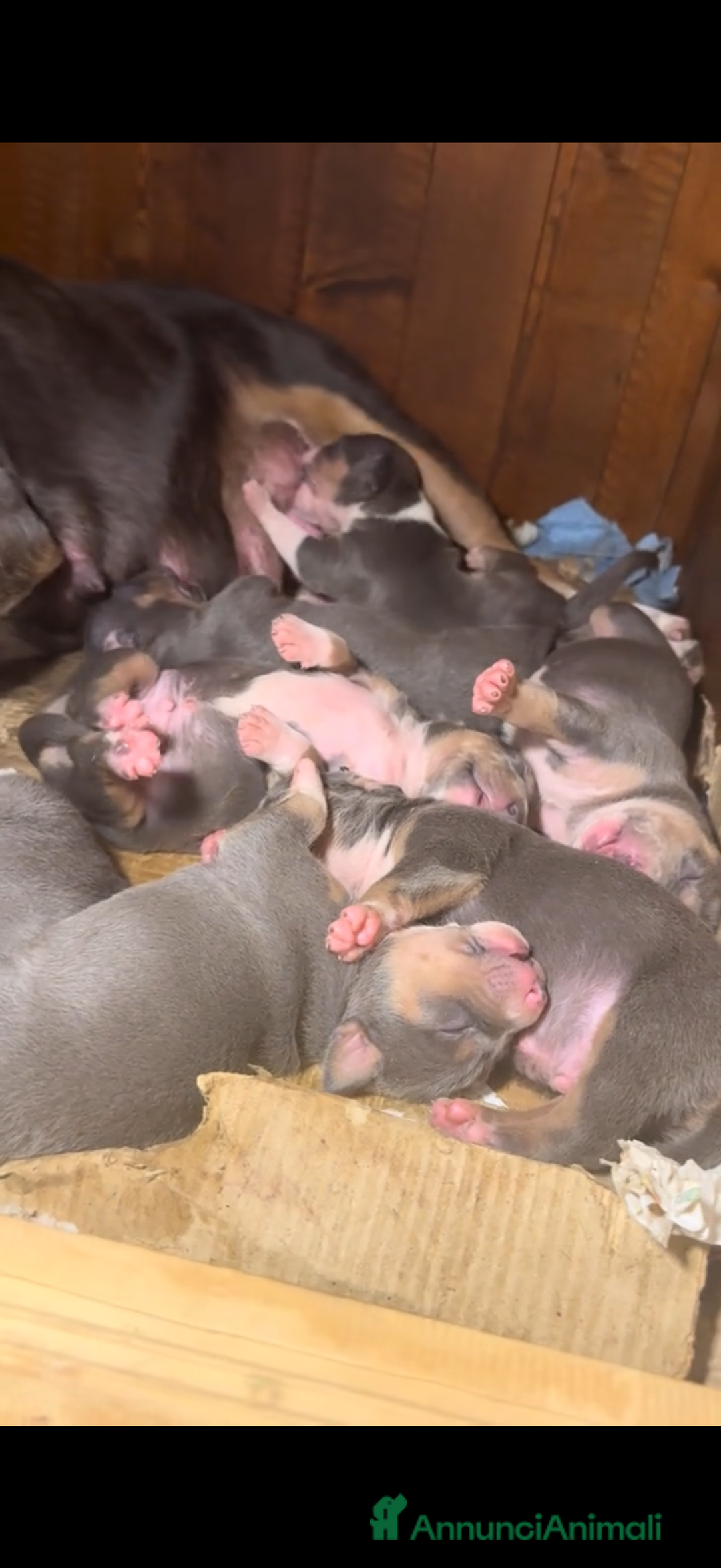 Pitbull cani in vendita: American Pitbull terrier  - Annuncio 11