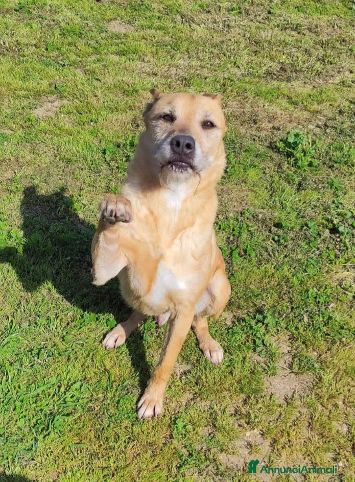 Meticcio cani Povero Baffo anni di appelli caduti nel vuotoSUDo! a Città metropolitana di Milano - Annuncio 2
