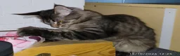 Maine Coon gatti in vendita: Dolcissimi cuccioli di Maine Coon xxl - Annuncio 11