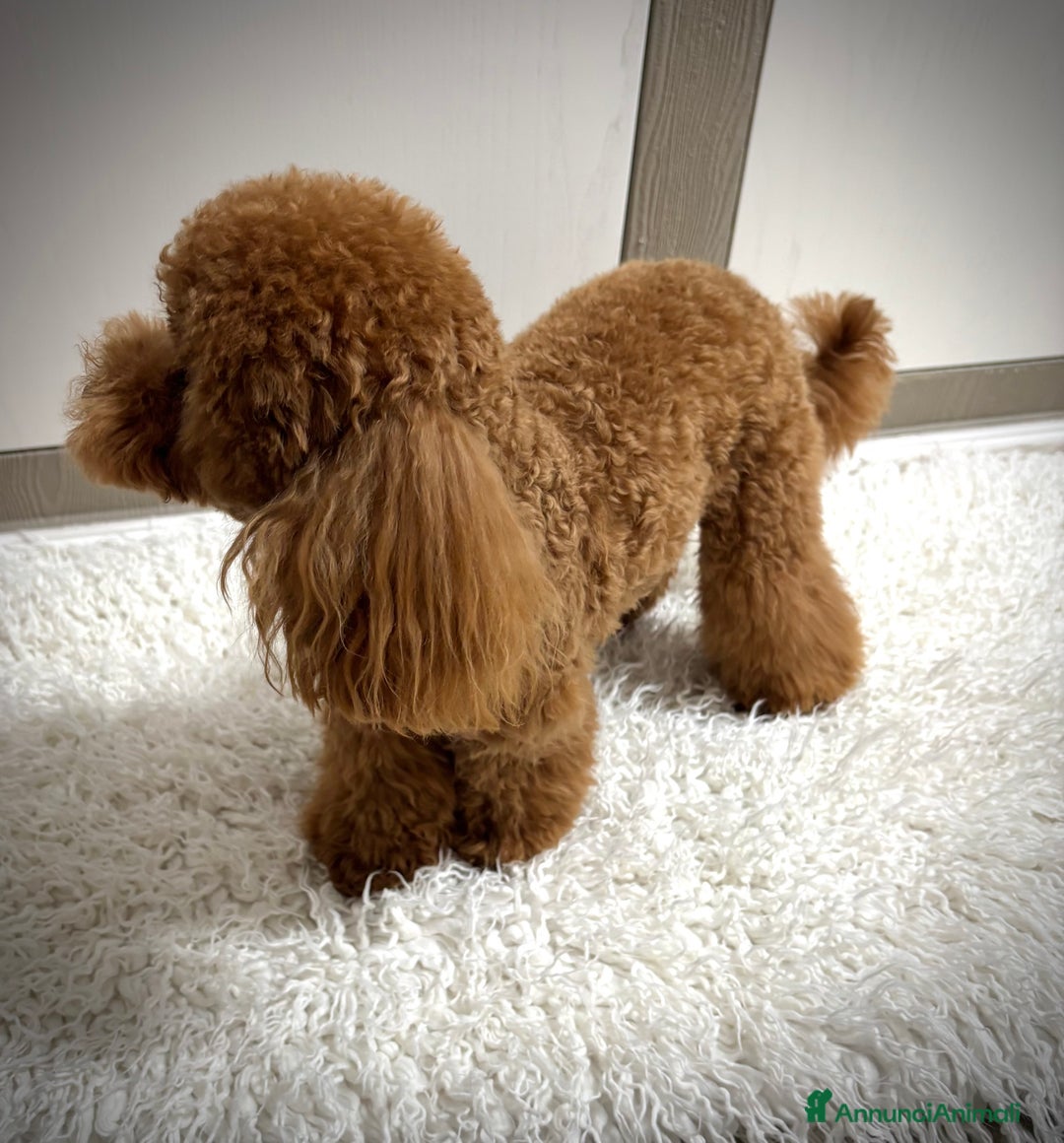 Barboncino Toy cani per accoppiamento: Teddy  a Provincia di Foggia - Immagine 3