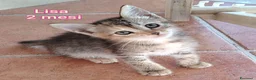 Altre razze gatti in regalo: GATTINI BISOGNOSI: URGENTI ADOZIONI  a Città Metropolitana di Bologna - Annuncio 4