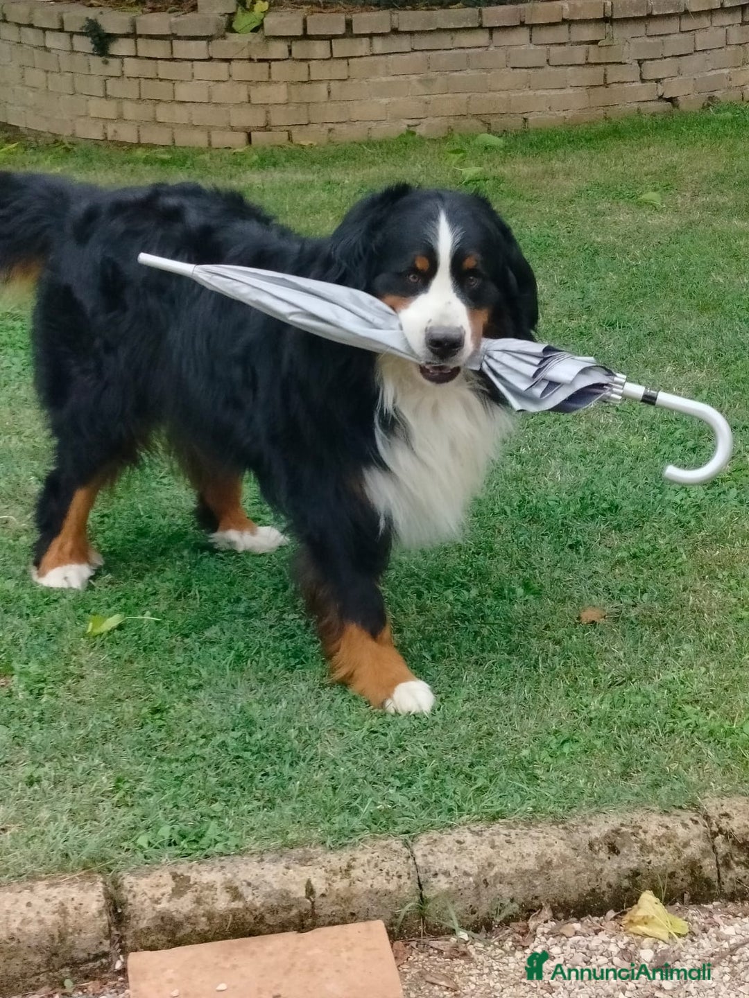 Bovaro del Bernese cani per accoppiamento: ARON  - Annuncio 2