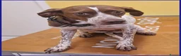 Meticcio cani in regalo: ARANCIA bella timidina - Annuncio 7