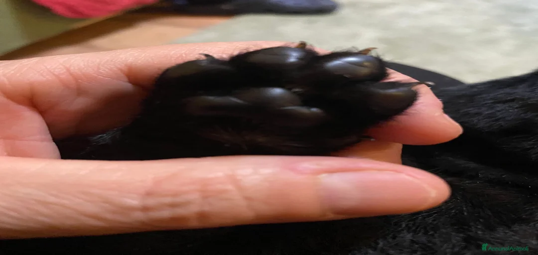 Immagine della galleria {{count}}