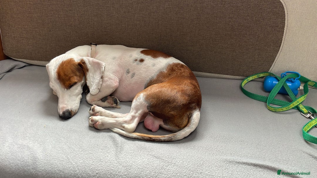 Bassotto cani per accoppiamento: Aron bassotto  - Annuncio 2