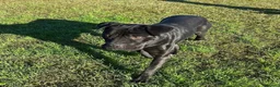 Bullmastiff cani in regalo: George, meraviglioso Pitt Bull Mastiff - Annuncio 2