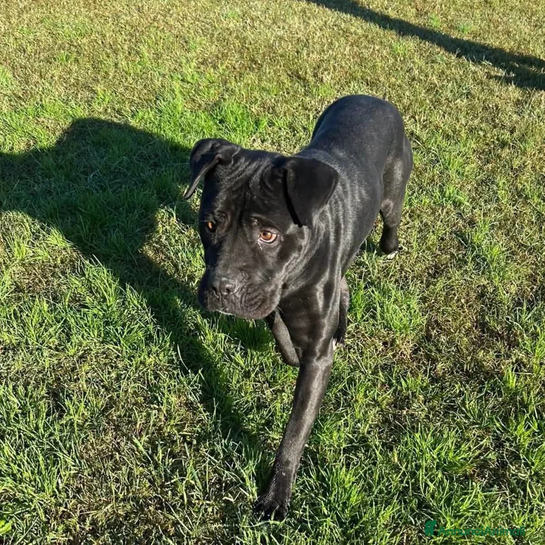 Bullmastiff cani in regalo: George, meraviglioso Pitt Bull Mastiff - Annuncio 2