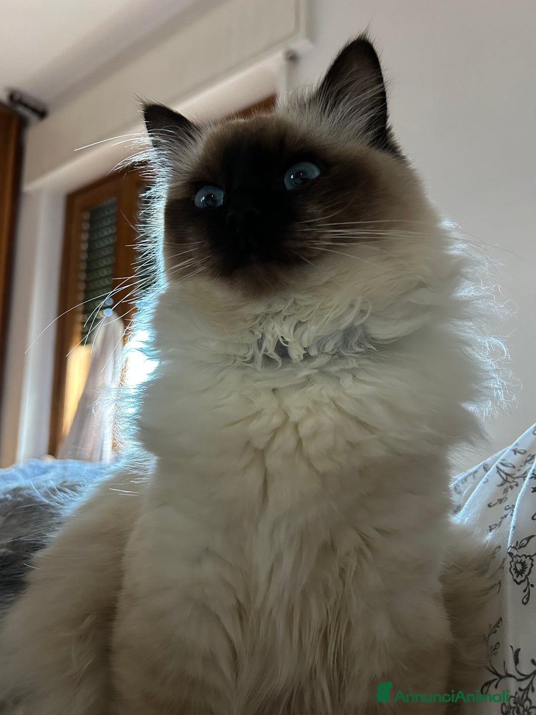 Ragdoll gatti per accoppiamento: femmina ragdoll per accoppiamento  - Annuncio 3