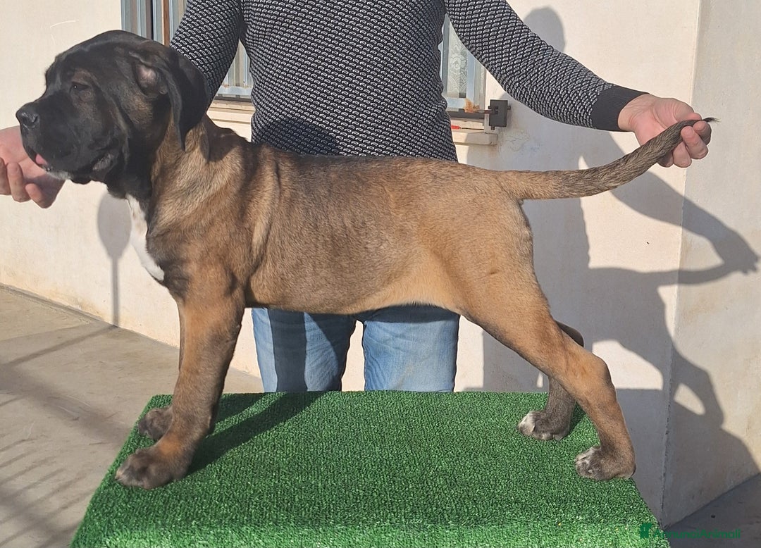 Cane Corso cani in vendita: Cucciole Cane Corso Pedigree - Annuncio 6