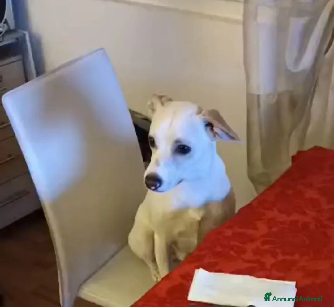 Meticcio cani in regalo: Argo: giovane taglia piccola vivace ed energico  - Annuncio 2