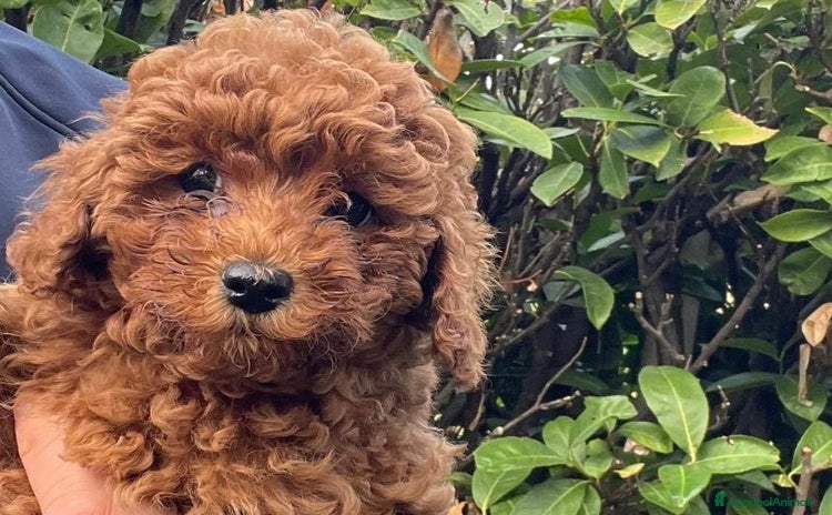 Barboncino cani - Annuncio 1