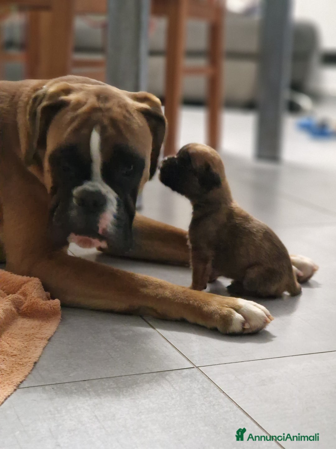 Boxer cani in vendita: Boxer cuccioli con pedigree - Annuncio 14