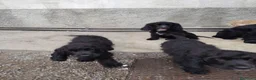 Meticcio cani in vendita: 🐶 CUCCIOLI DI COCKER SPANIEL IN VENDITA 🐶 - Annuncio 5