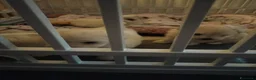 Maltese cani in vendita: Cuccioli di maltese - Annuncio 5