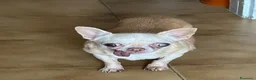 Chihuahua cani in regalo: Chihuahua femmina  - Annuncio 1