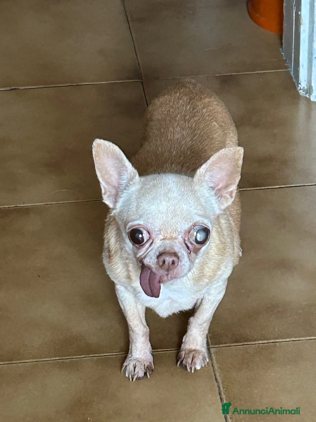 Chihuahua cani in regalo: Chihuahua femmina  - Annuncio 1