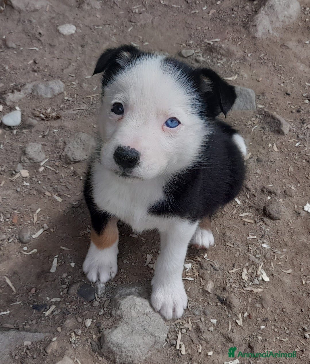 Border Collie cani in vendita: Cuccioli Border collie linea da lavoro  a Provincia di Modena - Immagine 17