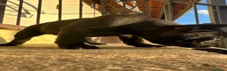 Bulldog Francese cani in vendita: bulldog francese nero tigrato  - Annuncio 11