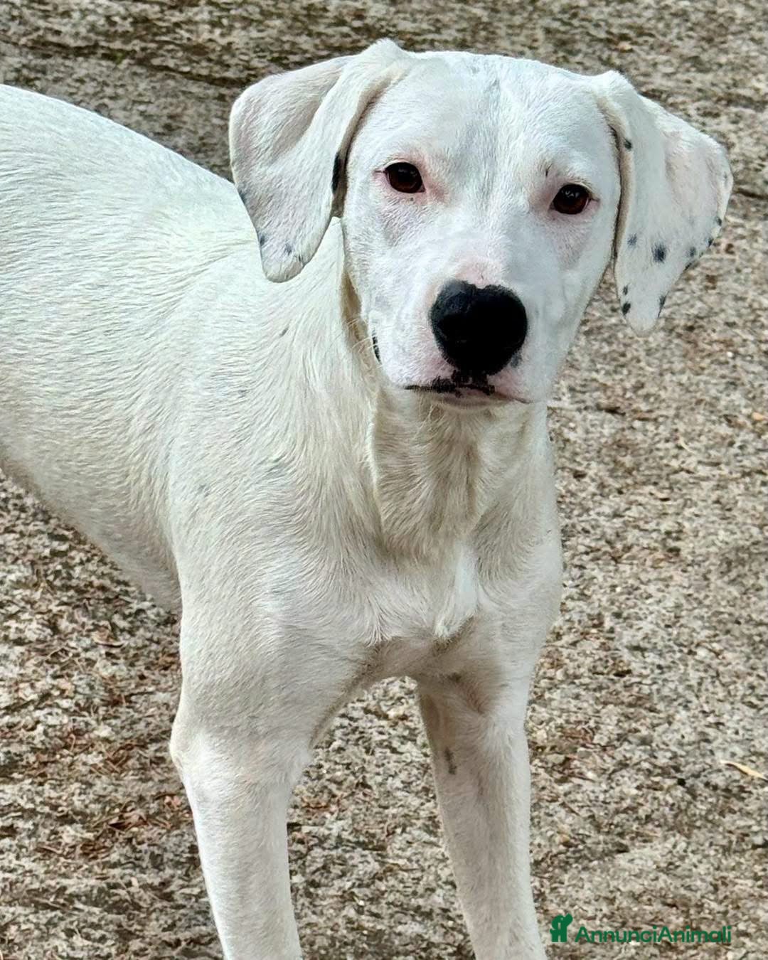 Meticcio cani Alina - Annuncio 10