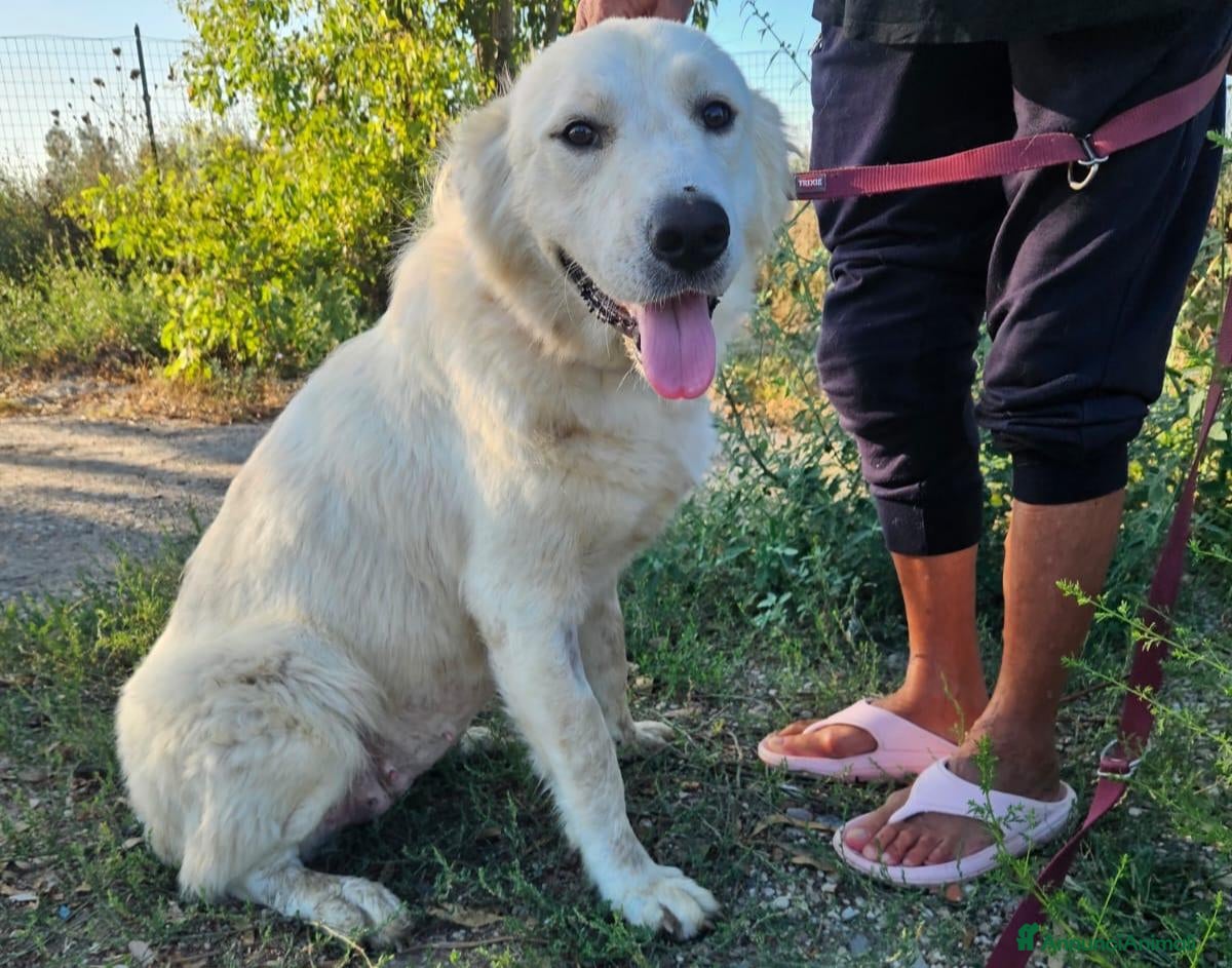 Pastore Abbruzzese Maremmano cani Africa: dolcissima giovane maremmana - Annuncio 26