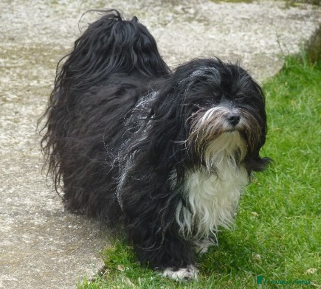 Bichon cani in vendita: Cuccioli bichon havanese - Annuncio 1