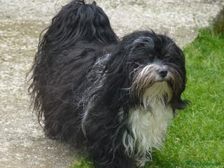 Bichon cani Cuccioli bichon havanese - Annuncio 2