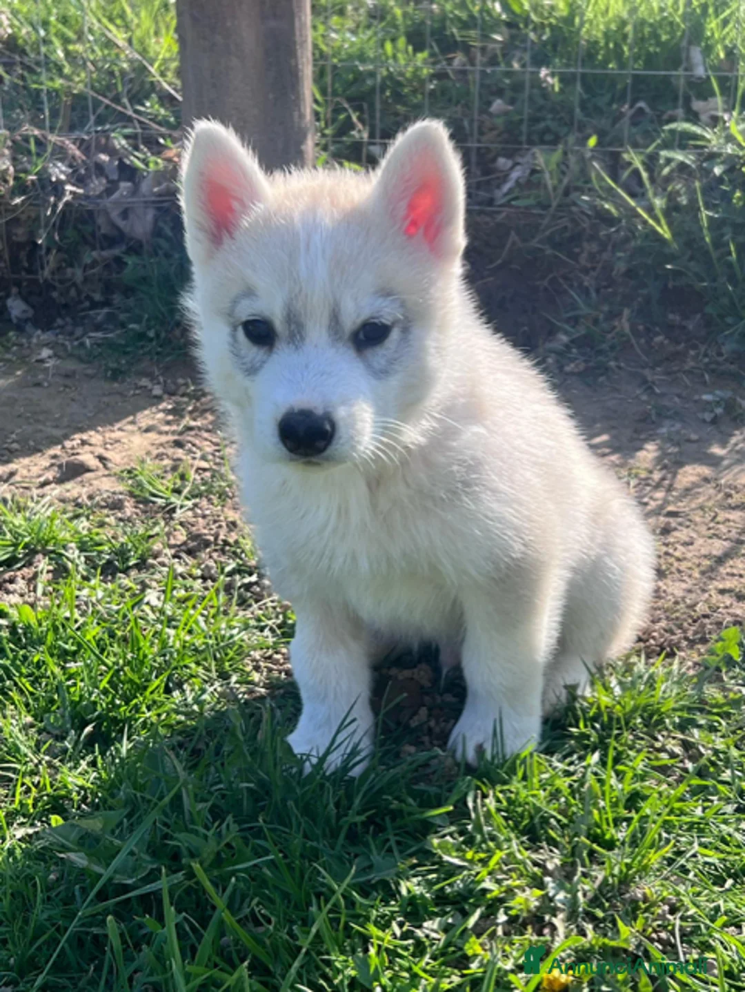 Husky cani in vendita: Cuccioli di Siberian Husky disponibili a Provincia di Cuneo - Annuncio 10