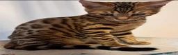 Bengala gatti in vendita: Cuccioli bengala stupendi a Provincia di Ancona - Annuncio 5