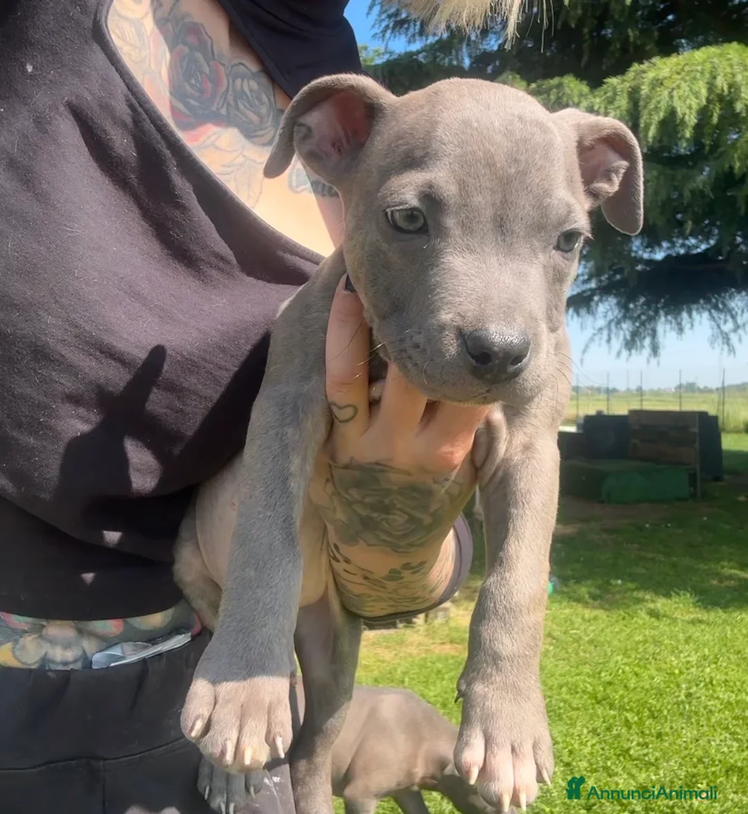 Pitbull cani in vendita: Cucciolo di Pit Bull Blue Brindle anche a rate - Annuncio 2