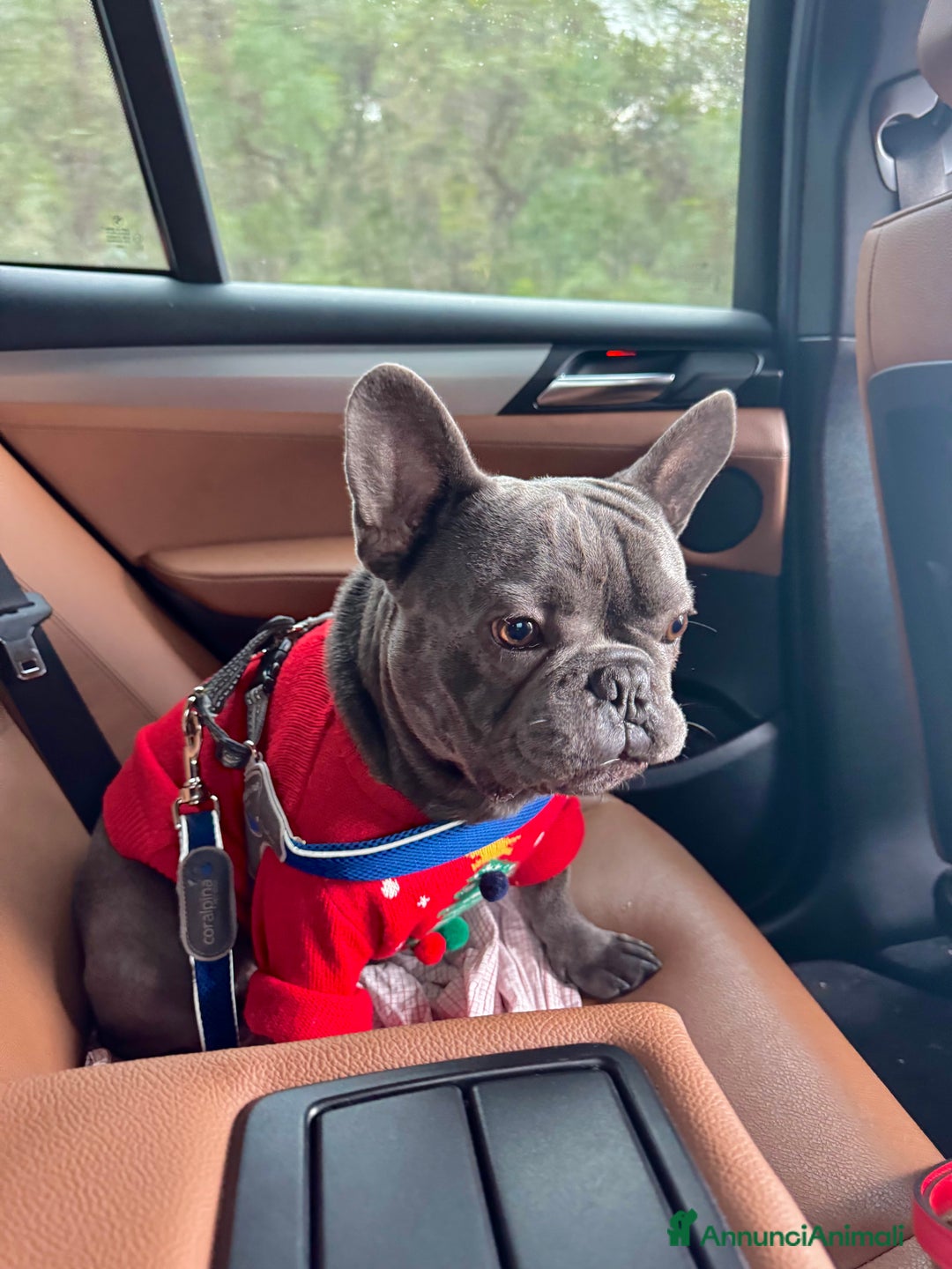 Bulldog Francese cani per accoppiamento: Lion Texas vuole diventare papino - Annuncio 2