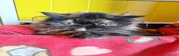 Persiano gatti in vendita: Persiana ipertipica con pedigree - Annuncio 4