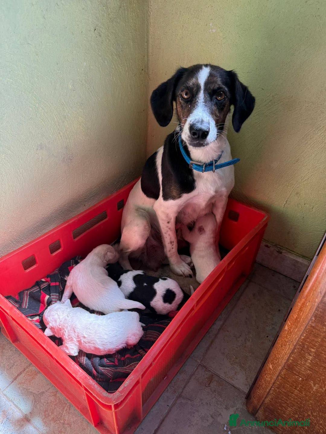 Meticcio cani in regalo:  Regalo bellissimo cucciolo maschio 4 mesi    - Annuncio 7