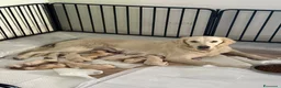 Golden Retriever cani in vendita: Cuccioli Golden Retriever  - Annuncio 3