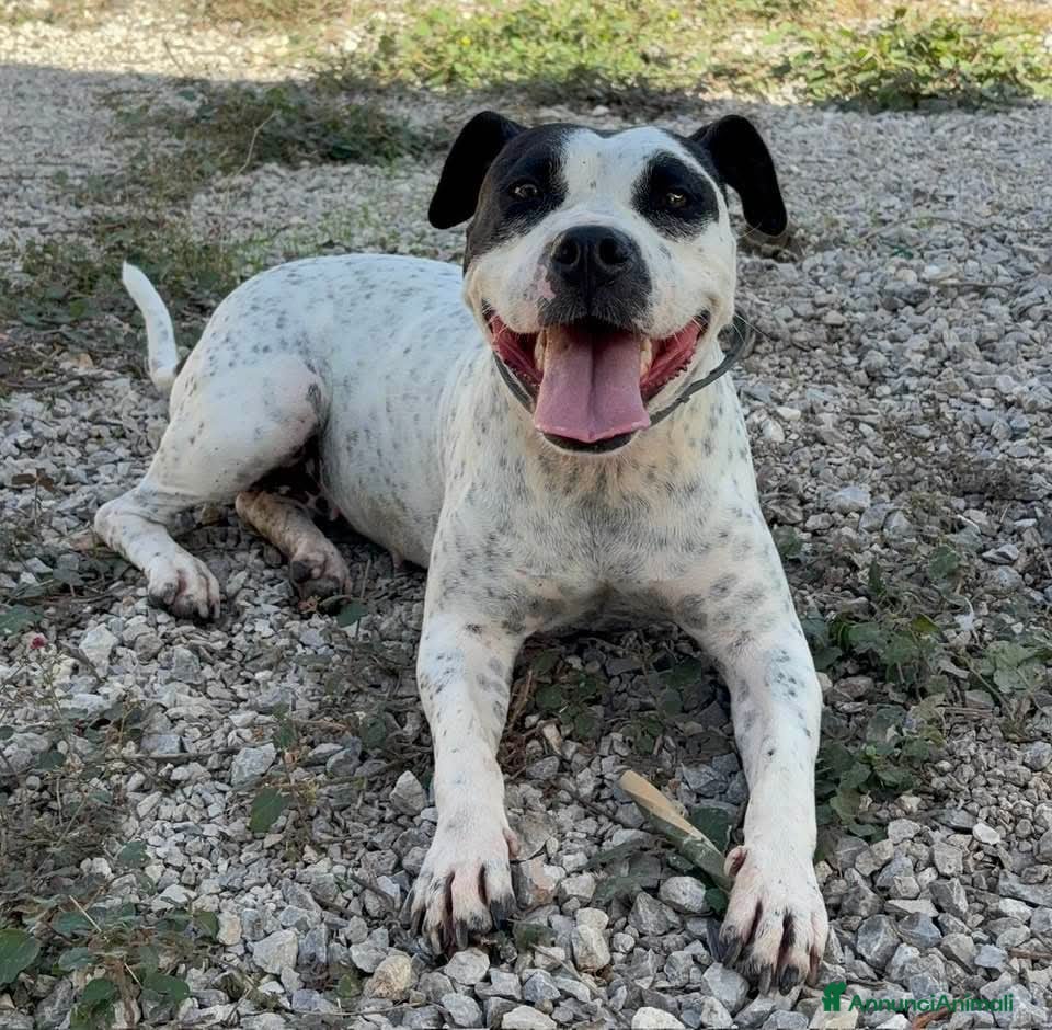 Altre razze cani Desy, 2 anni, dolcissima, 15 chili  - Annuncio 3