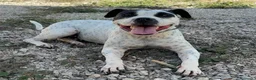 Altre razze cani in regalo: Desy, 2 anni, dolcissima, 15 chili  - Annuncio 1