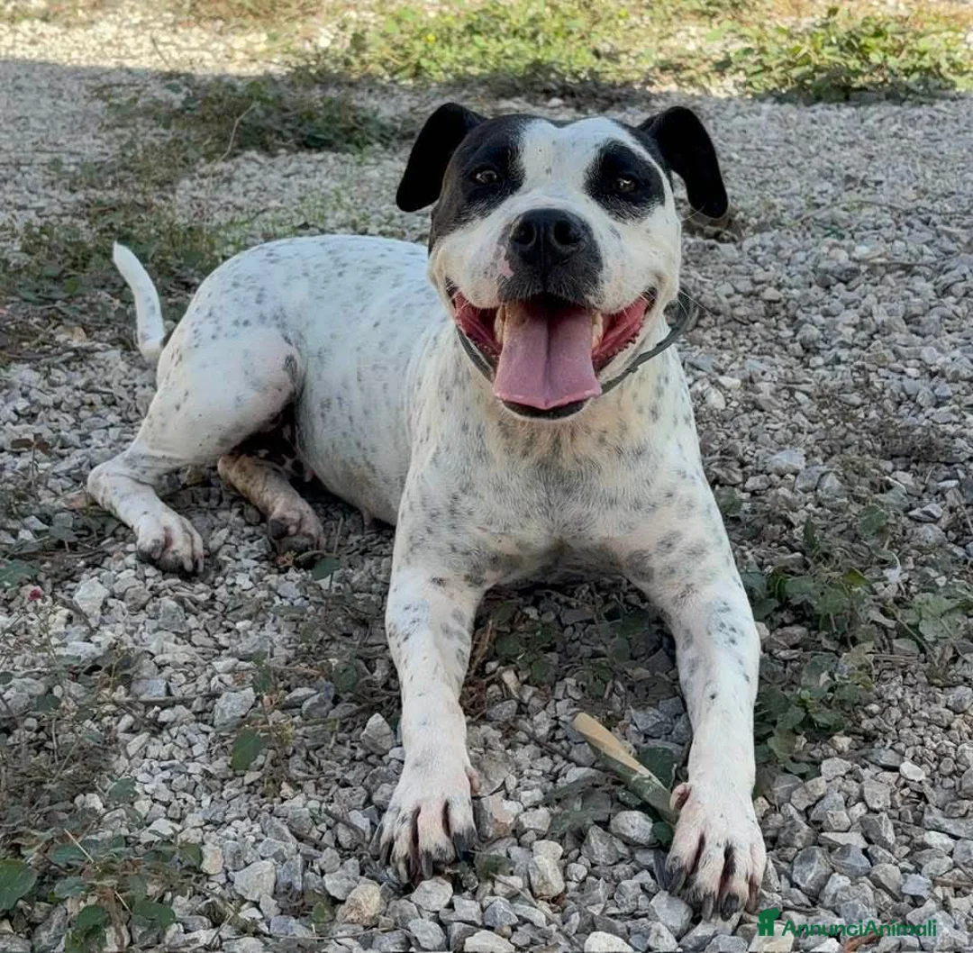Altre razze cani in regalo: Desy, 2 anni, dolcissima, 15 chili  - Annuncio 1