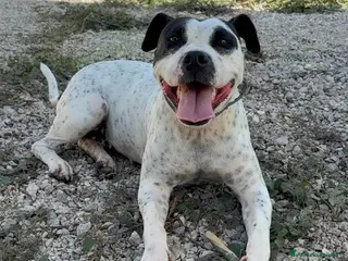 Altre razze cani Desy, 2 anni, dolcissima, 15 chili - Annuncio 3