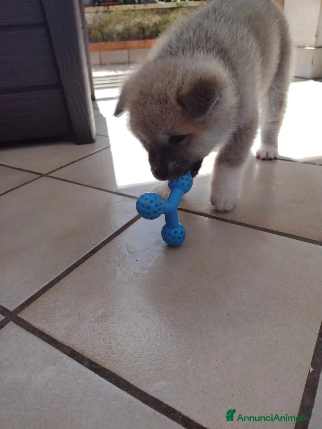 Akita Inu cani in vendita: Cuccioli Akita - Annuncio 6