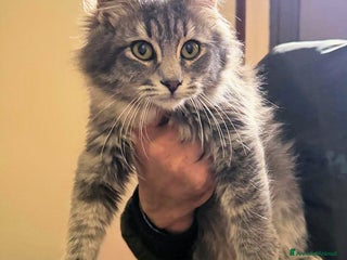 Europeo gatti RE GEORGE CERCA CASA - Annuncio 1