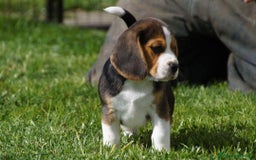 Beagle cani in vendita: Cuccioli di Beagle robusti e magnifici, KC Reg a Città metropolitana di Milano - Immagine 12